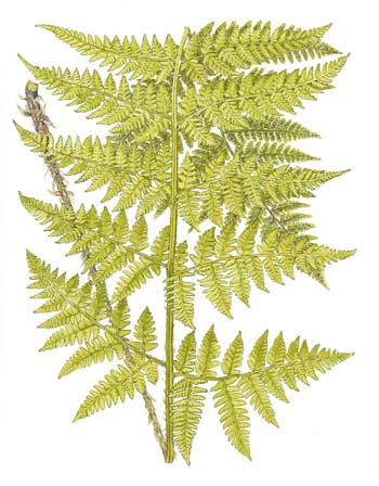 Dryopteris expansa