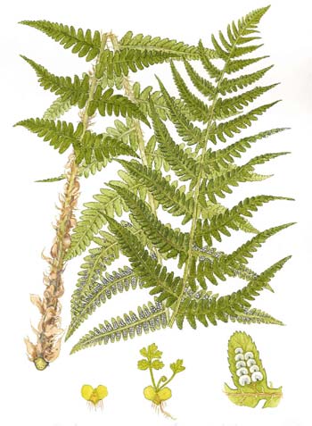 Dryopteris filix-mas