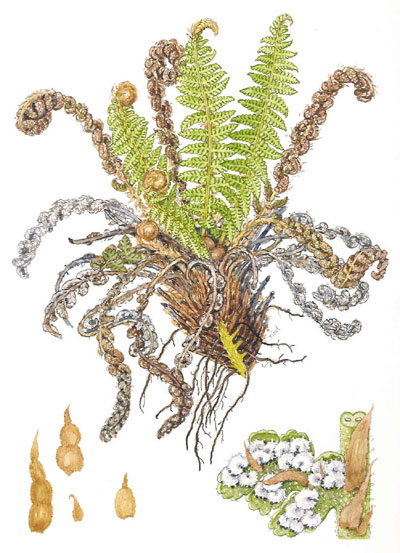 Dryopteris fragrans