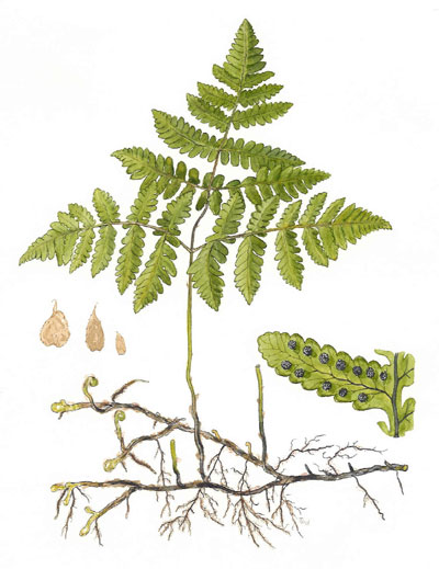 Gymnocarpium dryopteris