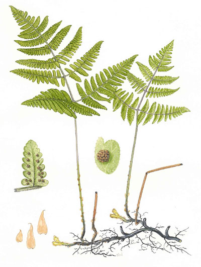 Gymnocarpium robertianum