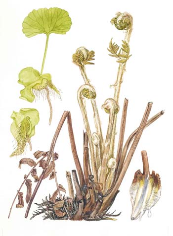 Osmunda regalis