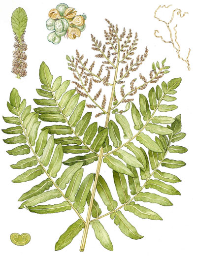 Osmunda regalis