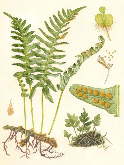 Polypodium vulgare