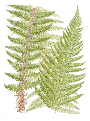 Polystichum aculeatum