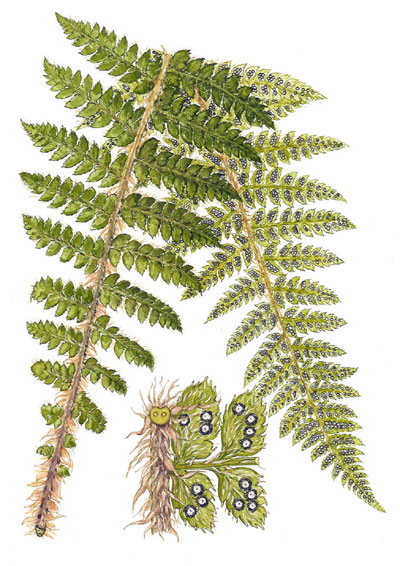 Polystichum braunii