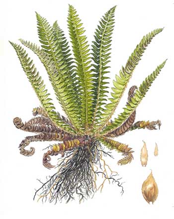 Polystichum lonchitis