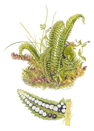 Polystichum lonchitis