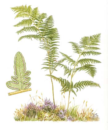 Pteridium aquilinum