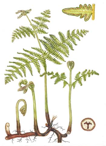 Pteridium aquilinum