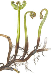 Pteridium aquilinum long-creeping rhizome
