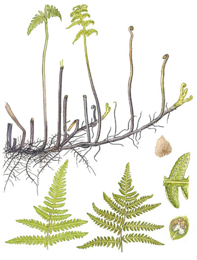 Thelypteris palustris