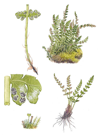 Woodsia alpina