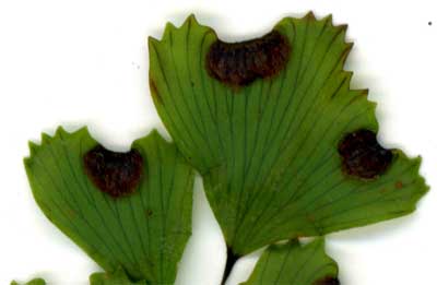 Adiantum monochlamys