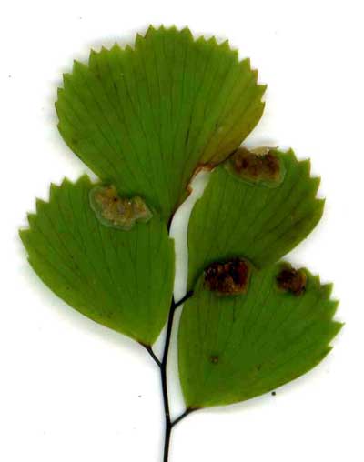 Adiantum venustum