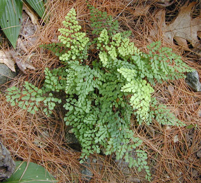 Adiantum venustum