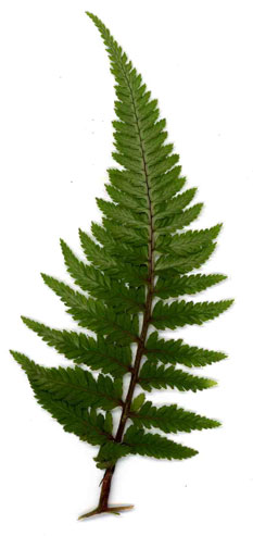 Athyrium niponicum