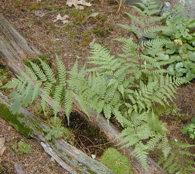 Athyrium vidalii