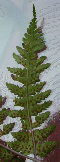 Athyrium vidalii