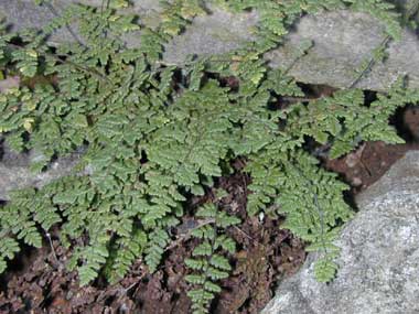 Cheilanthes lanosa