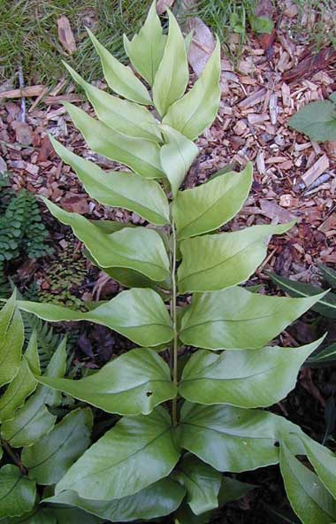 Cyrtomium macrophyllum