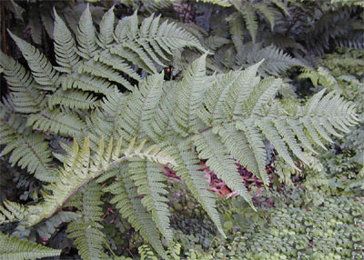 Dryopteris bissetiana