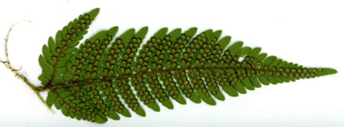 Dryopteris bissetiana