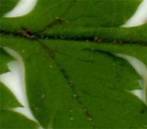 Dryopteris carthusiana