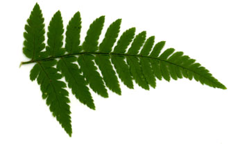 Dryopteris carthusiana