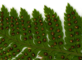 Dryopteris carthusiana