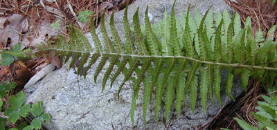 Dryopteris caucasica fertile frond