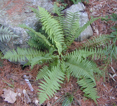 Dryopteris caucasica habit