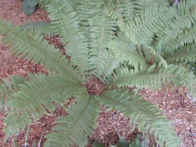 Dryopteris crassirhizoma