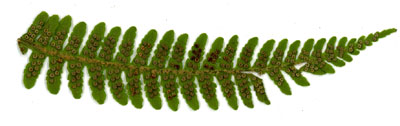 Dryopteris crassirhizoma