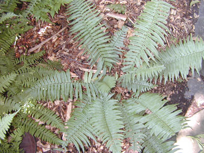 Dryopteris cycadina