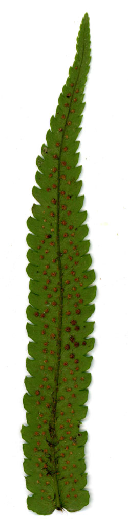 Dryopteris cycadina