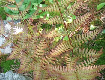 Dryopteris erythrosora emergence