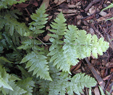 Dryopteris hondoensis