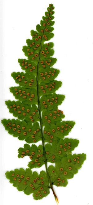 Dryopteris hondoensis