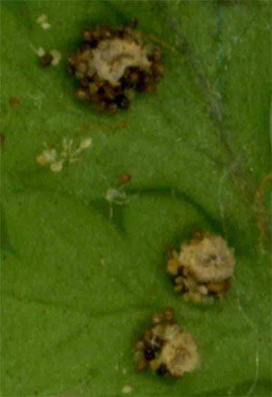 Dryopteris intermedia glands