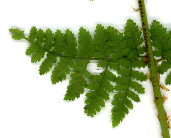 Dryopteris intermedia