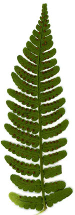 Dryopteris marginalis