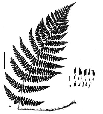 Dryopteris remota