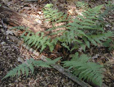 Dryopteris stewartii