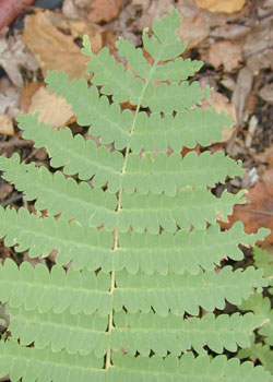 1-pinnate-pinnatifid frond