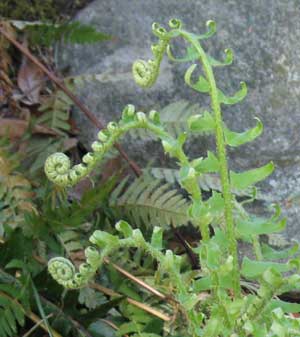 Polystichum croziers