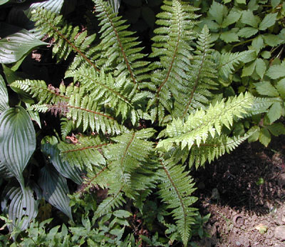 Polystichum makinoi