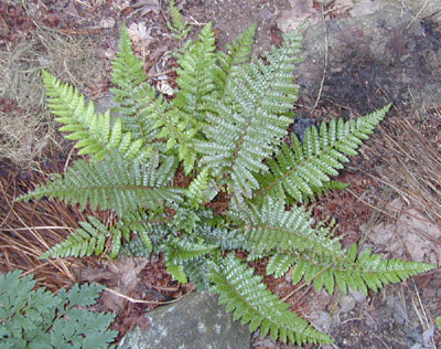 Polystichum polyblepharum