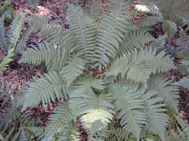 Polystichum retroso-paleaceum