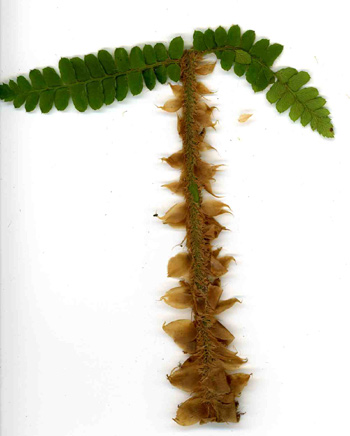 Polystichum retroso-paleaceum